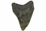 Serrated, Fossil Megalodon Tooth - South Carolina #321812-1